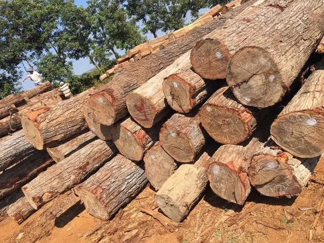 Cửa Phòng Ngủ Gỗ Kiền Kiền: Lựa Chọn Có Phù Hợp Cho Gia Đình Bạn?