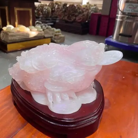 1. Cách Nhận Diện Cóc Thiềm Thừ