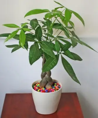 Có Nên Để Cây Kim Ngân Trong Phòng Ngủ? Phân Tích Toàn Diện