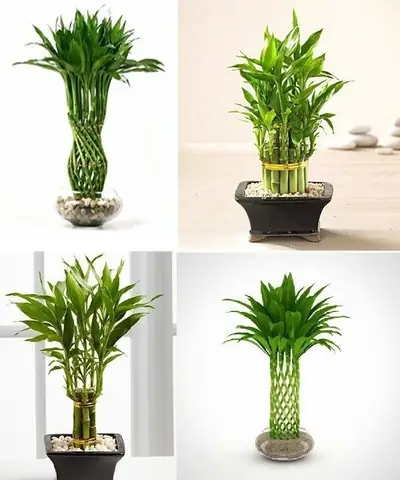 Để Gì Trong Phòng Ngủ Giúp Cải Thiện Giấc Ngủ và Phong Thủy?