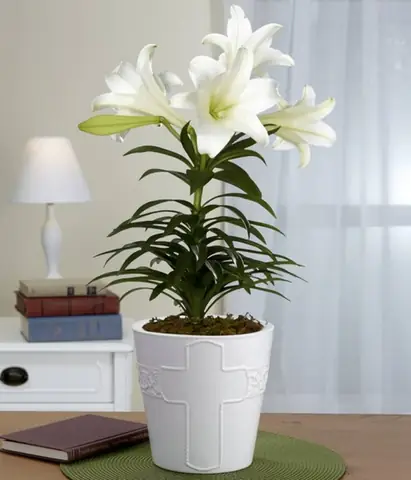 Đặt hoa trong phòng ngủ có kiêng kỵ không? Giải đáp A-Z