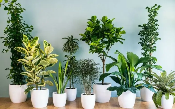 Đặt hoa trong phòng ngủ có kiêng kỵ không? Giải đáp A-Z