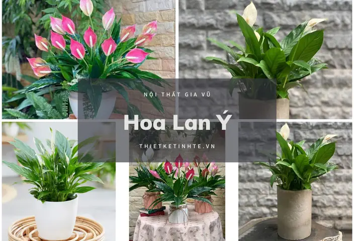 hoa để trong phòng ngủ