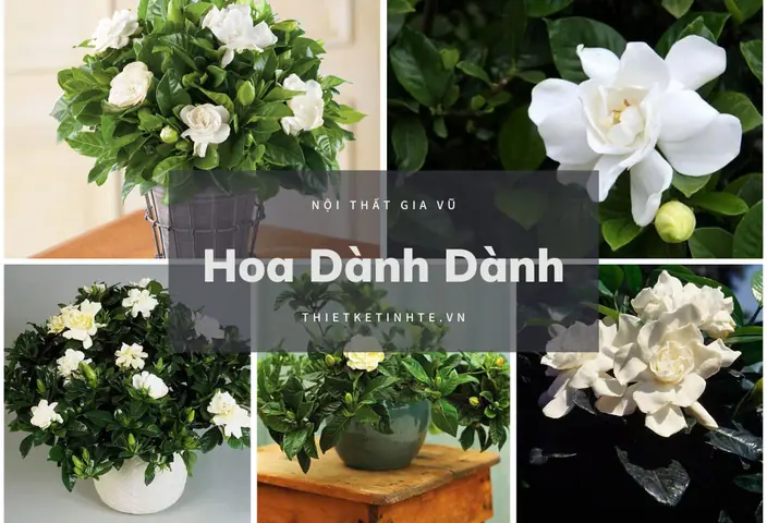 hoa để trong phòng ngủ