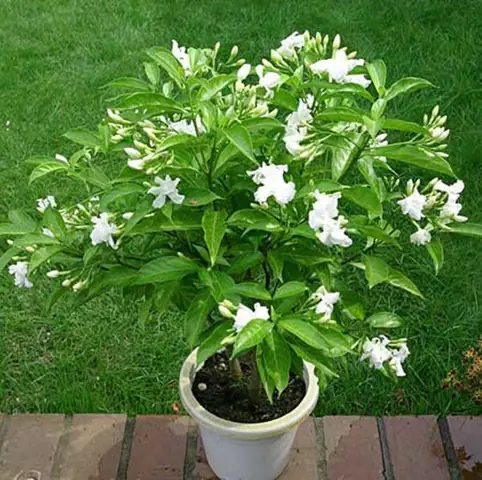 Hoa Nhài Để Phòng Ngủ: Lợi Ích & Những Điều Cần Lưu Ý