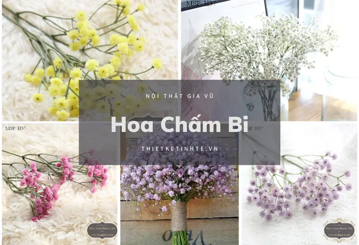 Hoa baby’s breath ( hoa Chấm Bi )