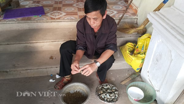 Hỗn hợp mồi nhuyễn từ cám rang, mẻ và cá được chuẩn bị cho bẫy cua đồng