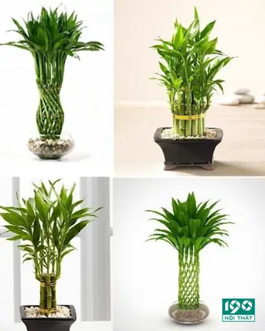 Những Loại Cây Cảnh Không Nên Trồng Trong Phòng Ngủ Vì Sức Khỏe