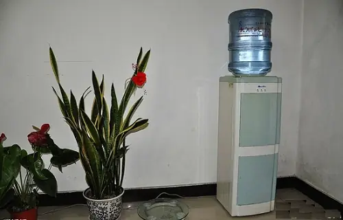 Mệnh Mộc có nên đặt bình nước trong phòng ngủ theo phong thủy?