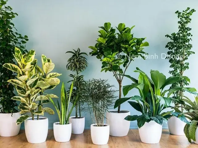 Mẹo Làm Thơm Phòng Ngủ: Hướng Dẫn Chi Tiết Để Luôn Thư Thái