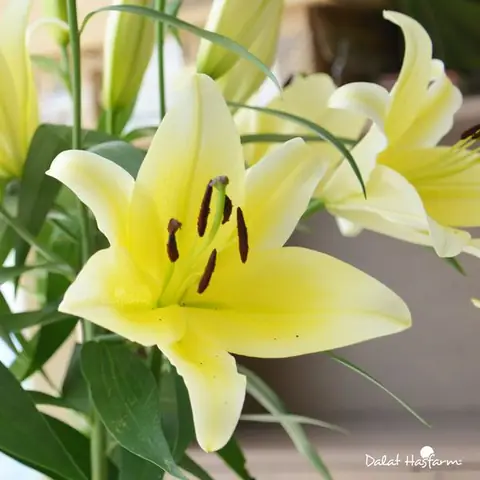 Người Huế Thích Hoa Gì Trong Phòng Ngủ Để Thư Giãn?