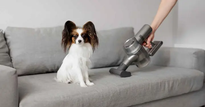 Thiết Kế Phòng Ngủ Độc Đáo Cho Thú Cưng: Ý Tưởng và Lời Khuyên