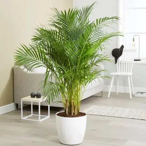 Nội thất Phòng Ngủ Có Cây: Chọn Loại Nào? Bố Trí Ra Sao? Nội thất Phòng Ngủ Có Cây: Chọn Loại Nào? Bố Trí Ra Sao?