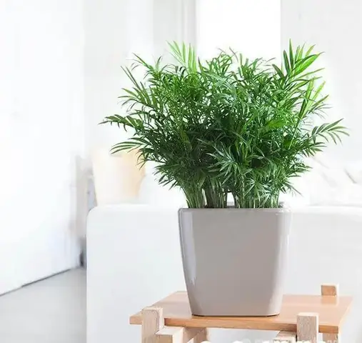Nội thất Phòng Ngủ Có Cây: Chọn Loại Nào? Bố Trí Ra Sao? Nội thất Phòng Ngủ Có Cây: Chọn Loại Nào? Bố Trí Ra Sao?