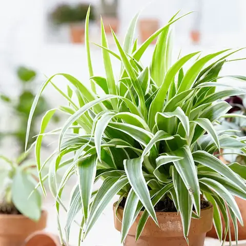 Nội thất Phòng Ngủ Có Cây: Chọn Loại Nào? Bố Trí Ra Sao? Nội thất Phòng Ngủ Có Cây: Chọn Loại Nào? Bố Trí Ra Sao?