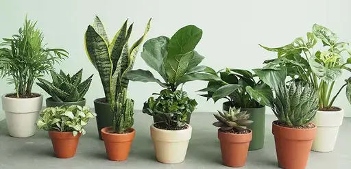 Nội thất Phòng Ngủ Có Cây: Chọn Loại Nào? Bố Trí Ra Sao? Nội thất Phòng Ngủ Có Cây: Chọn Loại Nào? Bố Trí Ra Sao?