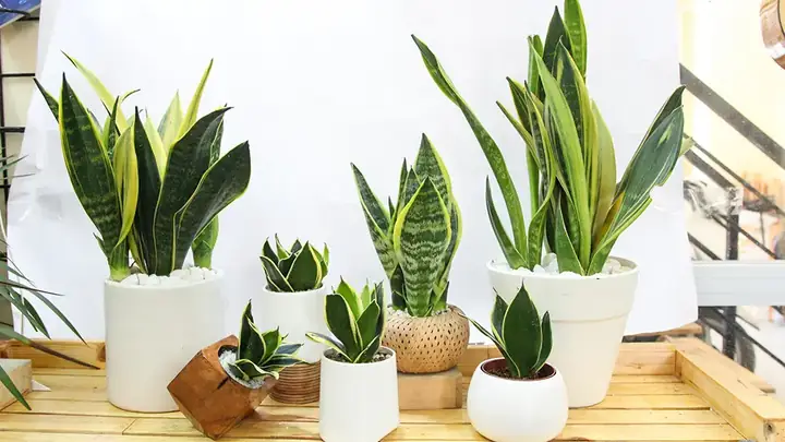Nội thất Phòng Ngủ Có Cây: Chọn Loại Nào? Bố Trí Ra Sao?