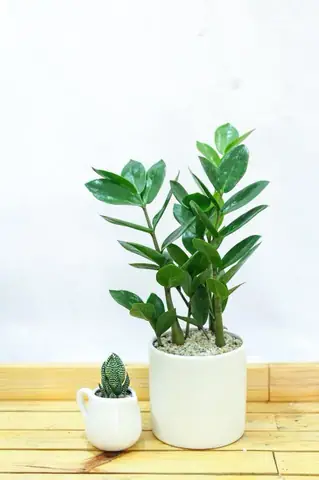 Nội thất Phòng Ngủ Có Cây: Chọn Loại Nào? Bố Trí Ra Sao? Nội thất Phòng Ngủ Có Cây: Chọn Loại Nào? Bố Trí Ra Sao?