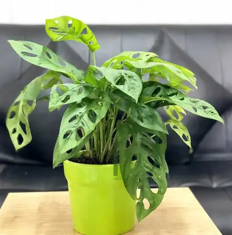 Nội thất Phòng Ngủ Có Cây: Chọn Loại Nào? Bố Trí Ra Sao? Nội thất Phòng Ngủ Có Cây: Chọn Loại Nào? Bố Trí Ra Sao?