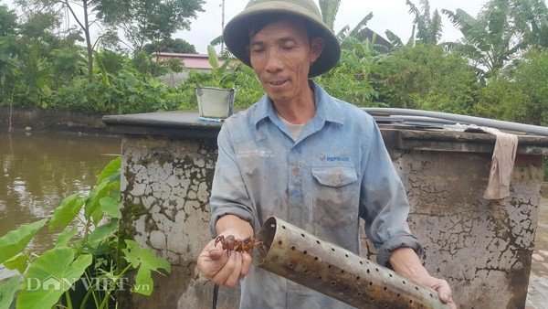 Ông Trần Văn Khanh khoe những con cua đồng tươi ngon sau một mẻ bẫy thành công