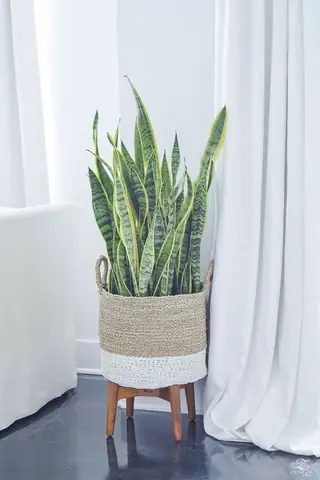 Làm sao để có phong cảnh cây trong phòng ngủ đẹp như Pinterest?
