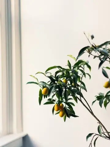 Làm sao để có phong cảnh cây trong phòng ngủ đẹp như Pinterest?