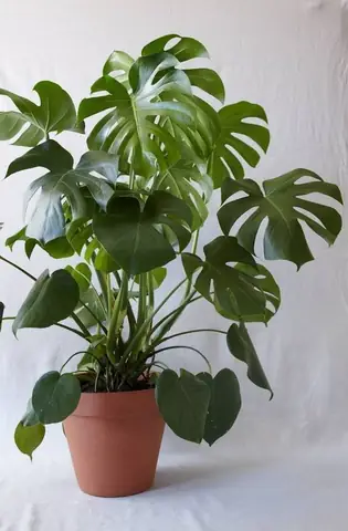 Làm sao để có phong cảnh cây trong phòng ngủ đẹp như Pinterest?