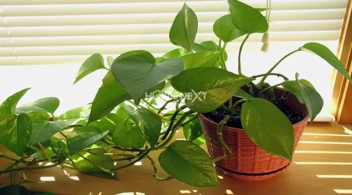 phòng ngủ cho người mệnh mộc