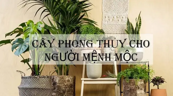 phòng ngủ cho người mệnh mộc
