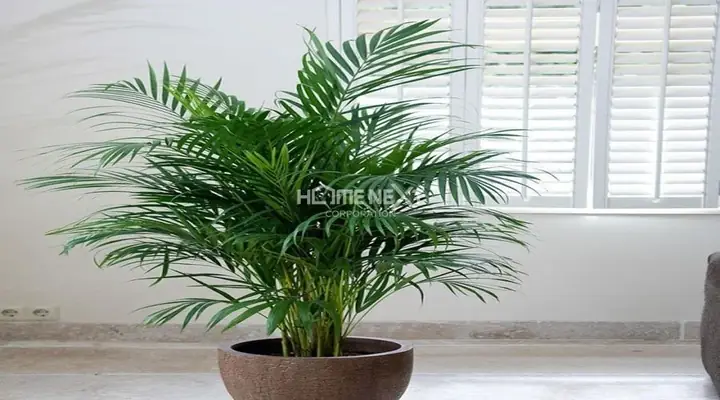 phòng ngủ cho người mệnh mộc