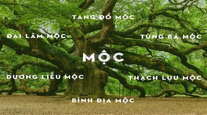 phòng ngủ cho người mệnh mộc
