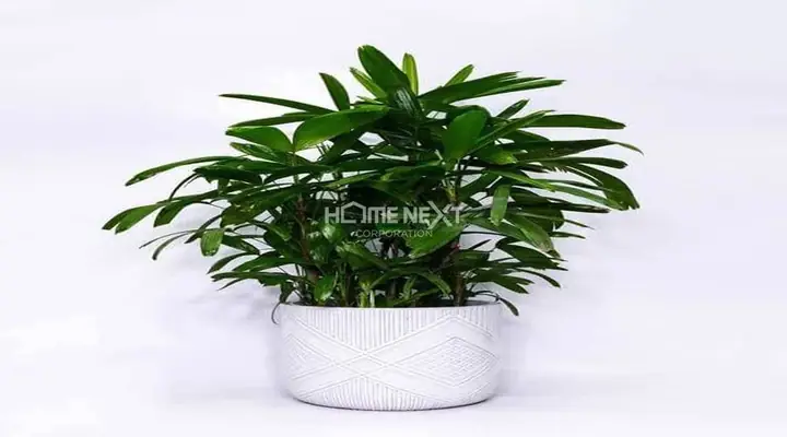 phòng ngủ cho người mệnh mộc