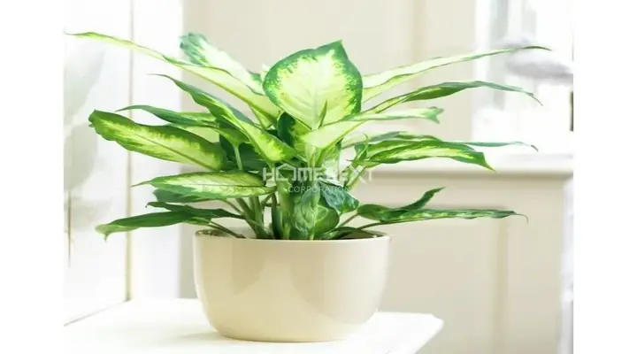 phòng ngủ cho người mệnh mộc