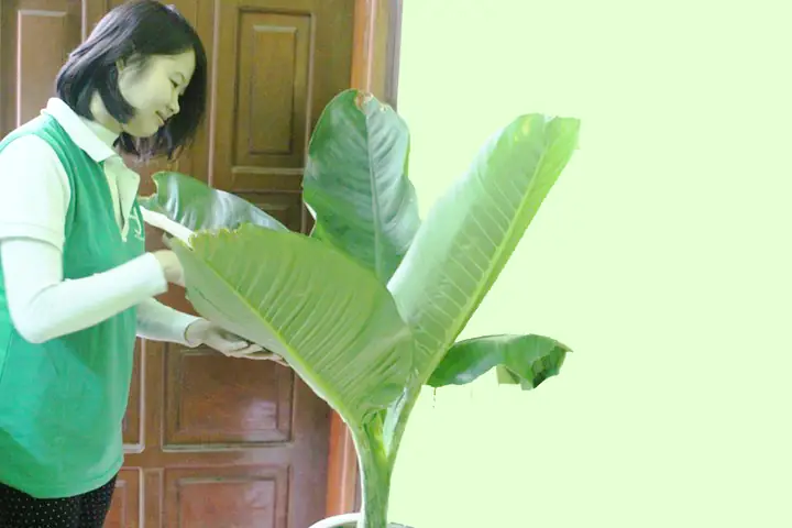 Phòng Ngủ Người Giúp Việc: Hướng Dẫn Thiết Kế Tiện Nghi