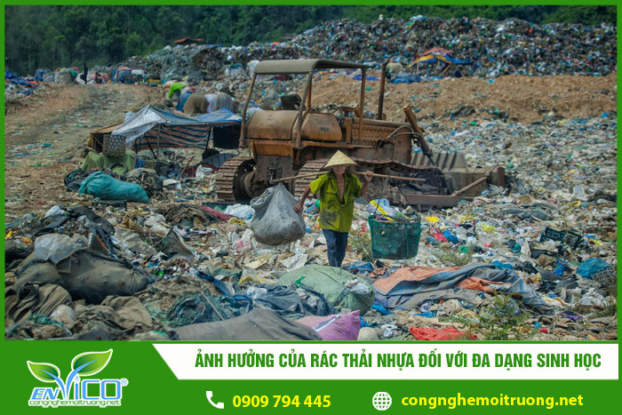 Rùa biển mắc kẹt trong rác thải nhựa dưới đại dương, đe dọa đa dạng sinh học