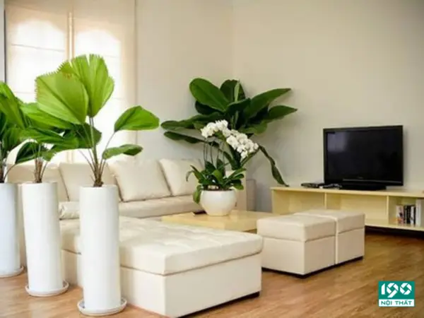 Tại sao không trồng nhiều cây trong phòng ngủ kín? Tại sao không trồng nhiều cây trong phòng ngủ kín?