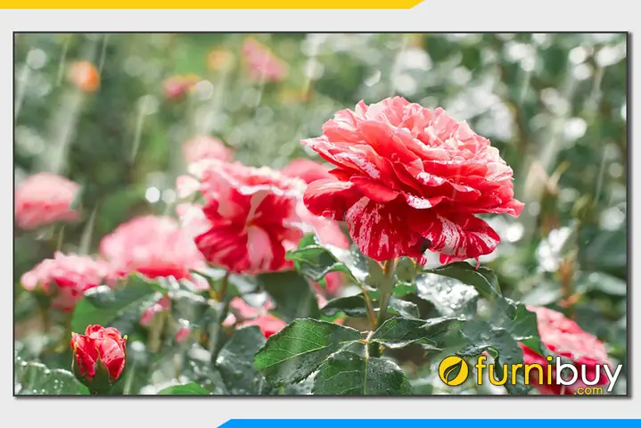 Phần 5: Các mẫu tranh hoa hồng treo tường phòng ngủ gợi ý thêm cho quý vị làm theo yêu cầu: