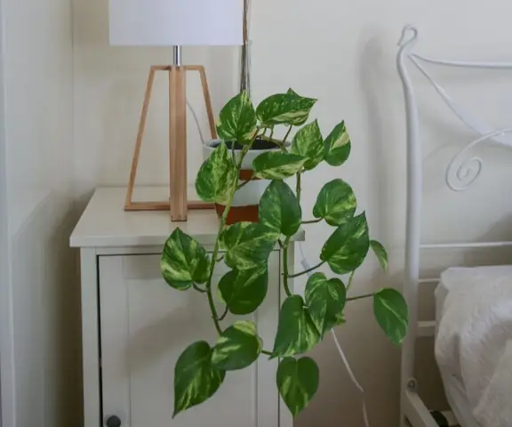 trầu bà trong phòng ngủ