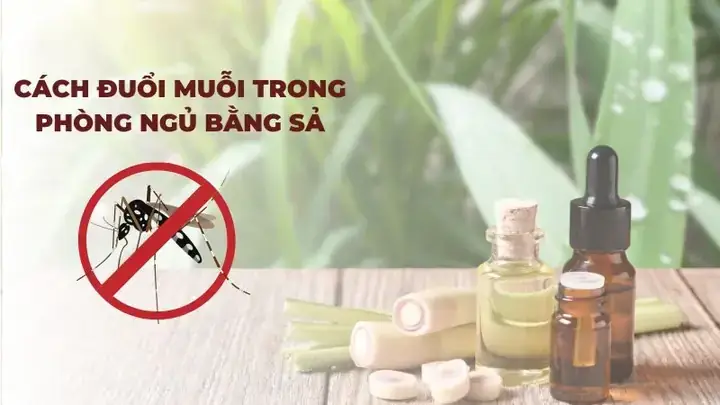 Lợi ích bất ngờ khi trồng cây sả trong phòng ngủ