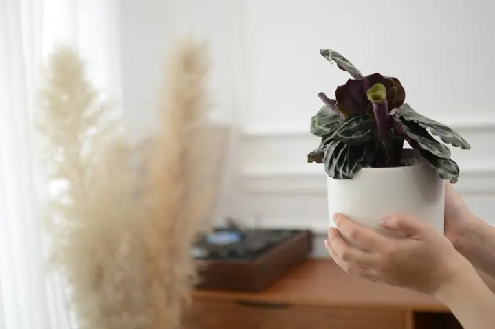 Làm đẹp phòng ngủ với tường chậu cây xanh: Tại sao và làm thế nào?